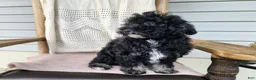 Mini Bernedoodle dogs for sale: Mia - Ad 12