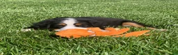 Bernese Mountain Dog dogs for sale: JJ - Ad 14