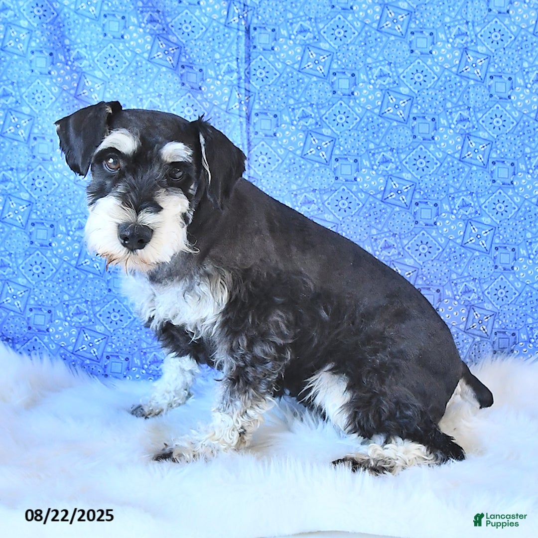 Miniature Schnauzer dogs for sale: Bailey - Ad 7