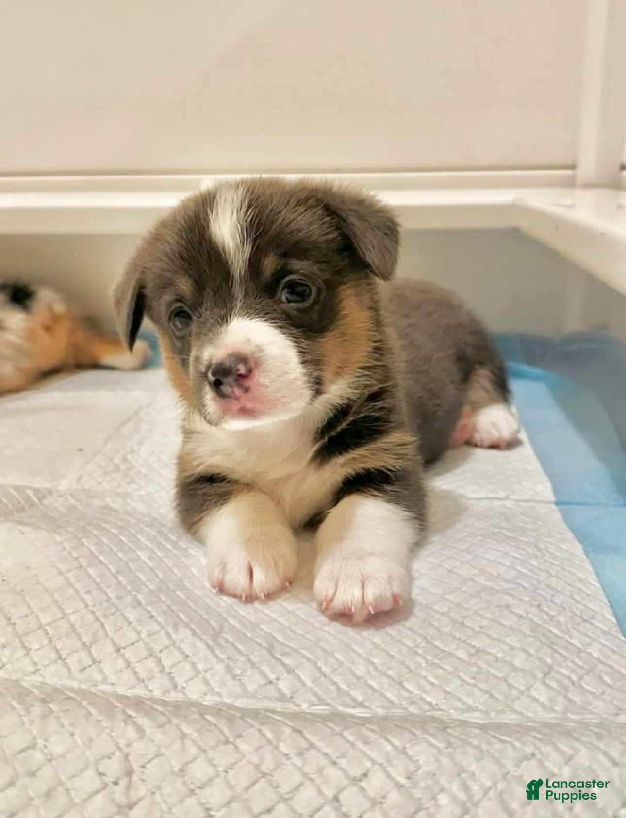 Welsh Corgi Pembroke dogs Welsh Corgi Pembroke Puppy 1 - Ad 39