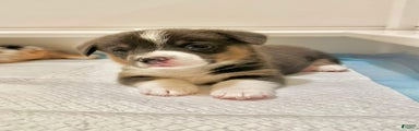 Welsh Corgi Pembroke Puppy 1
