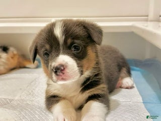 Welsh Corgi Pembroke dogs Welsh Corgi Pembroke Puppy 1 - Ad 24