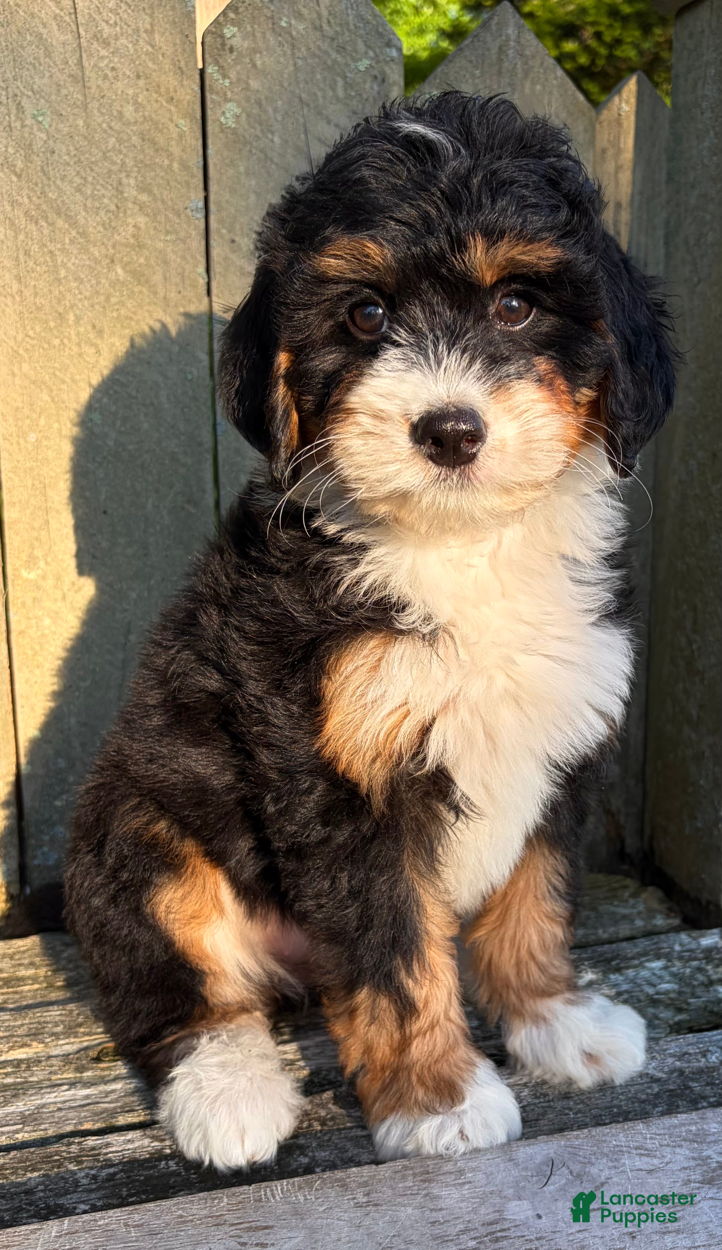 Mini Bernedoodle dogs for sale: ❤️IN BOSTON MASSACHUSETTS AREA❤️MINI BERNEDOODLE GIRL❤️ - Ad 2