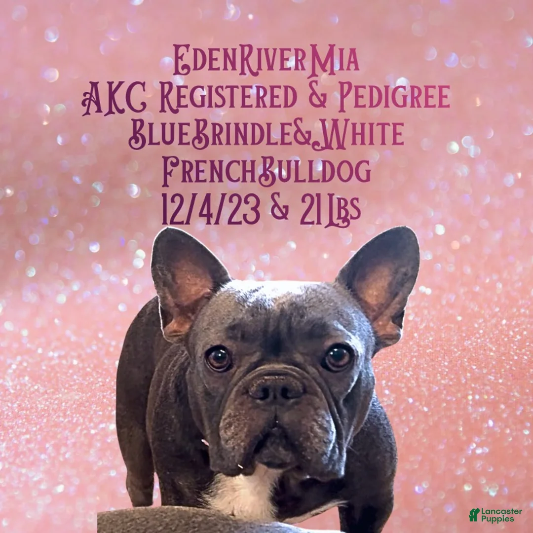 French Bulldog dogs for sale: Una, Female - Ad 2