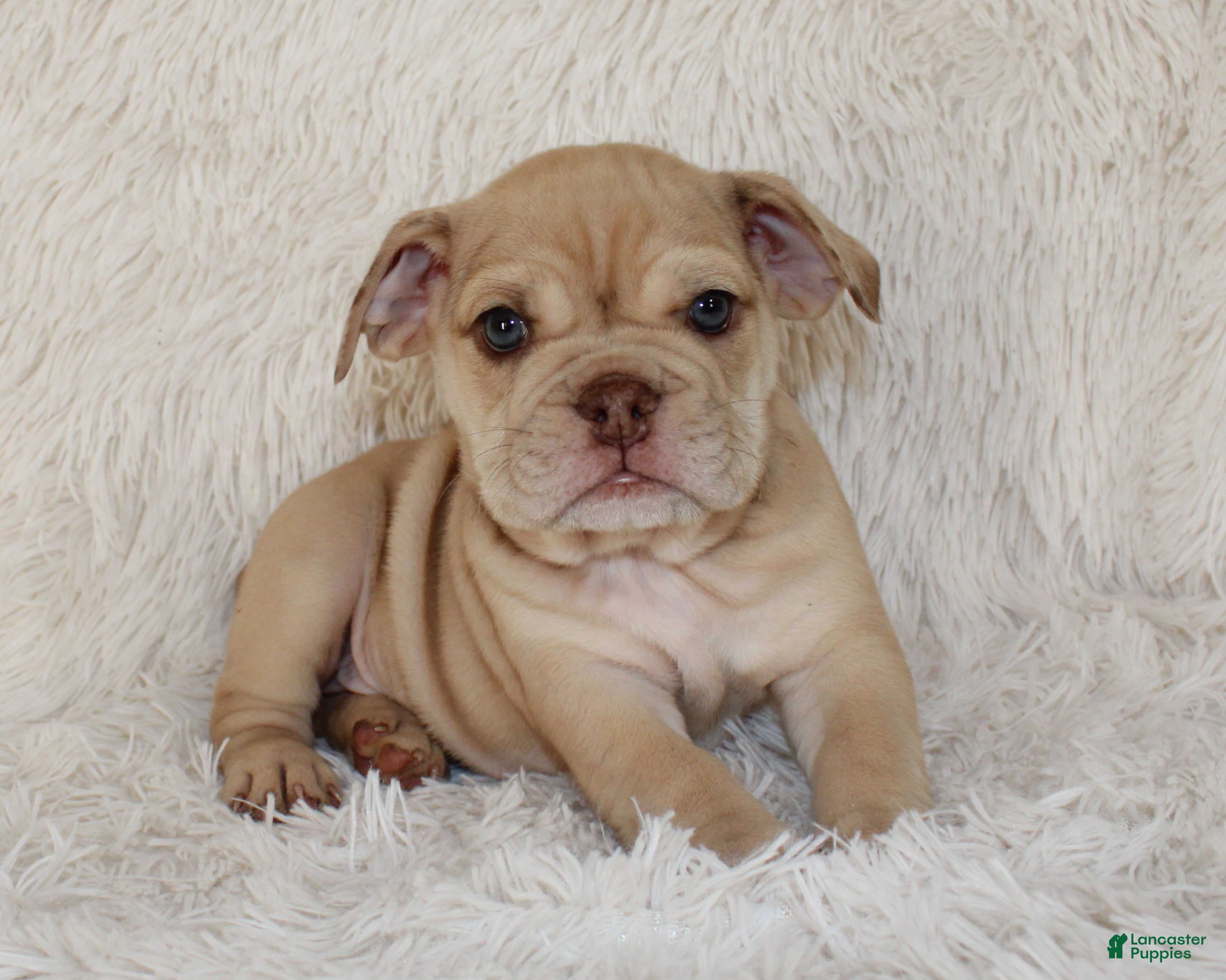 English Bulldog dogs Karis - Ad 1