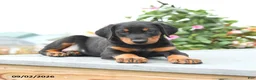 Mixed Breed dogs for sale: Freddie - Ad 4