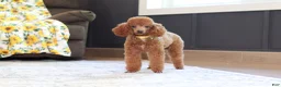 Miniature Poodle dogs for sale: Vanna - Ad 5