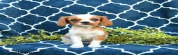 Cavalier King Charles Spaniel dogs for sale: Peanut Blossom - Ad 5