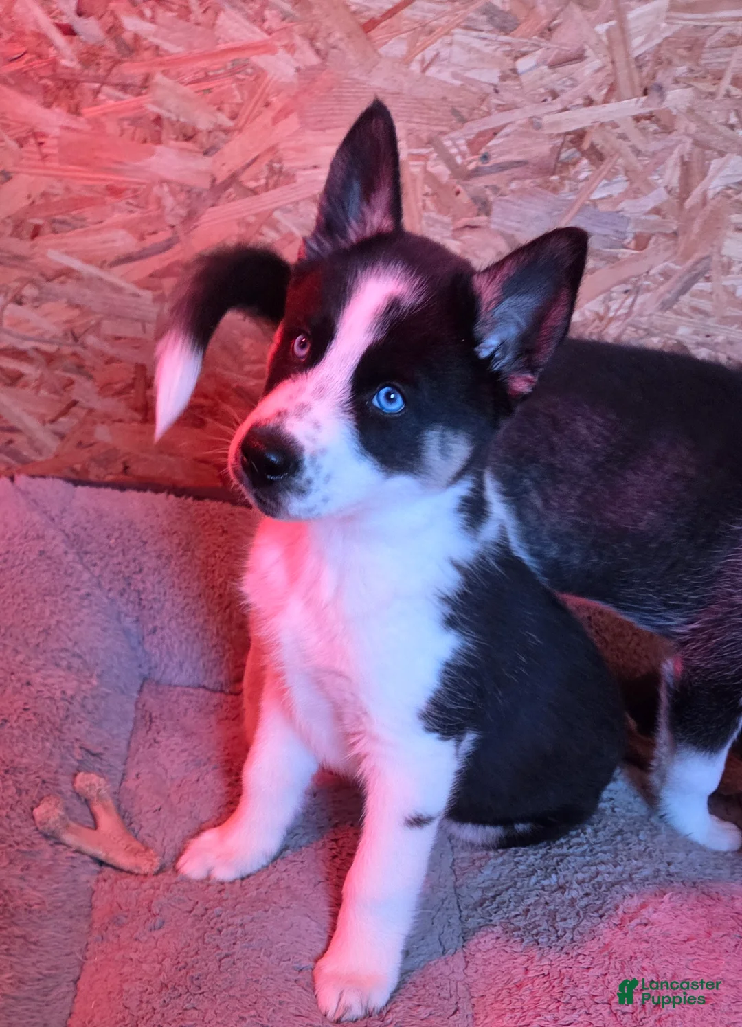 Siberian Husky dogs for sale: Siberian Husky Puppy 1 - Ad 4