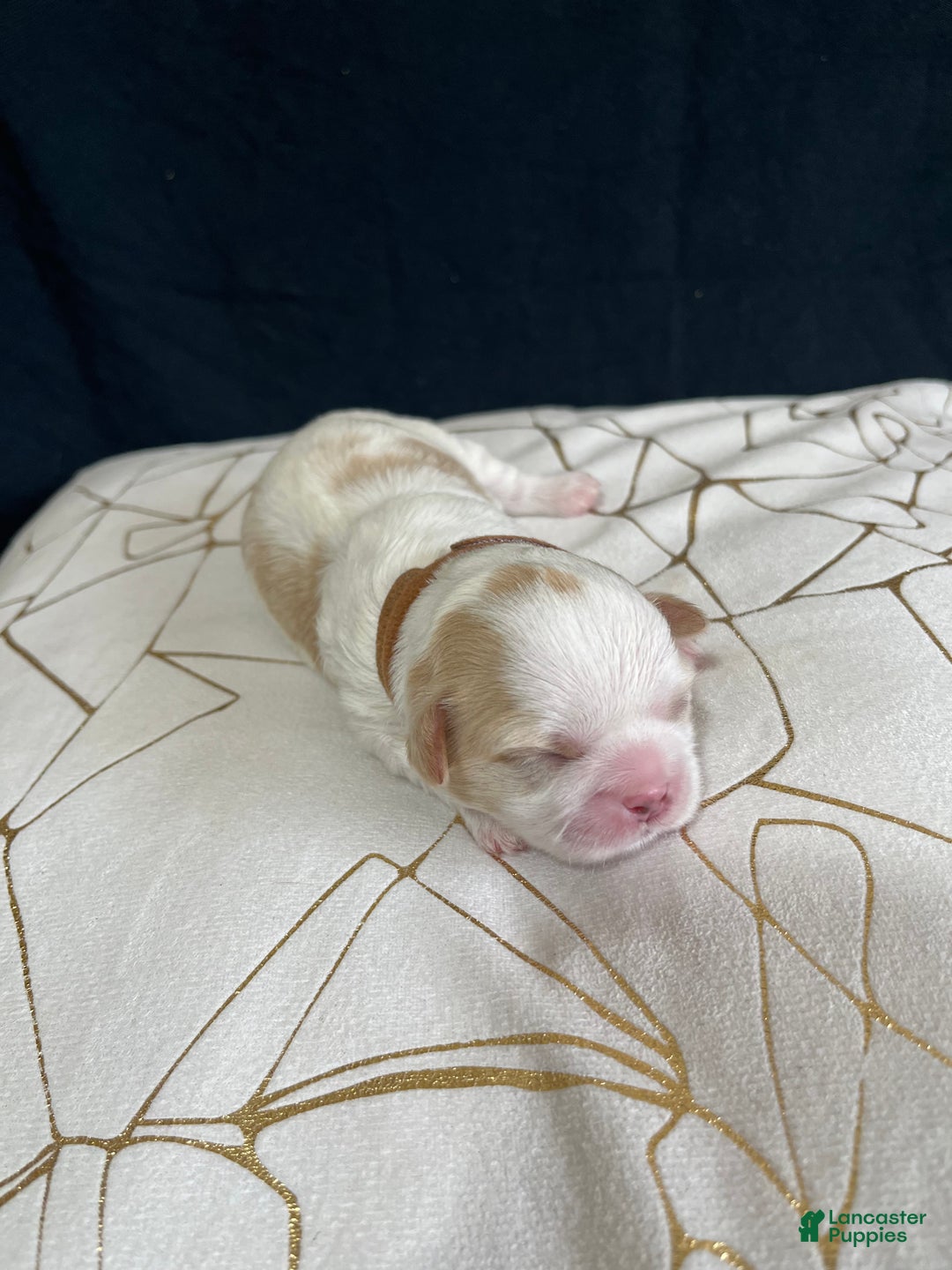 Shih Tzu dogs for sale: Rose - Ad 8