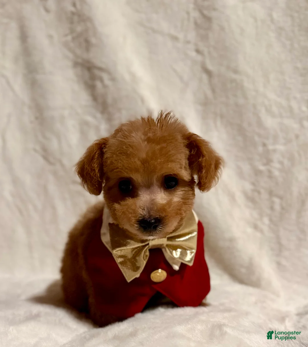 Toy Poodle dogs for sale: Junior - Ad 8