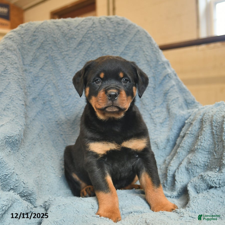 Rottweiler dogs Roy  - Ad 15