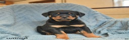 Rottweiler dogs for sale: Roy  - Ad 1