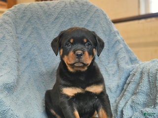 Rottweiler dogs Roy - Ad 7
