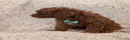 Miniature Poodle dogs for sale: Bingo - Ad 8