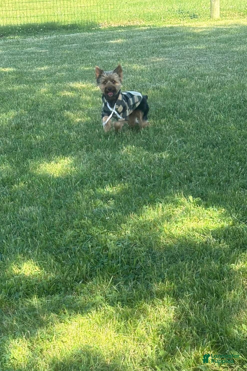 Yorkshire Terrier dogs for sale: Woody - Ad 4