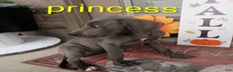 Great Dane dogs for sale: Princess - Ad 3