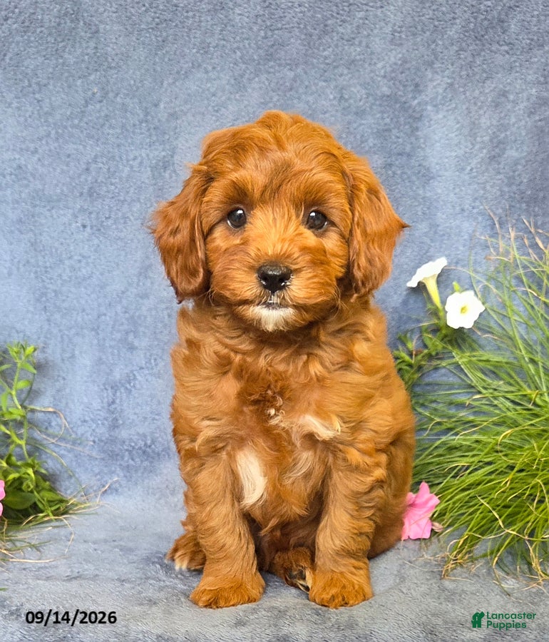 Cavapoo dogs Toby - Ad 2