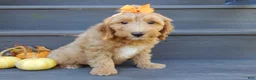 Mini Goldendoodle dogs for sale: Laci - Ad 5