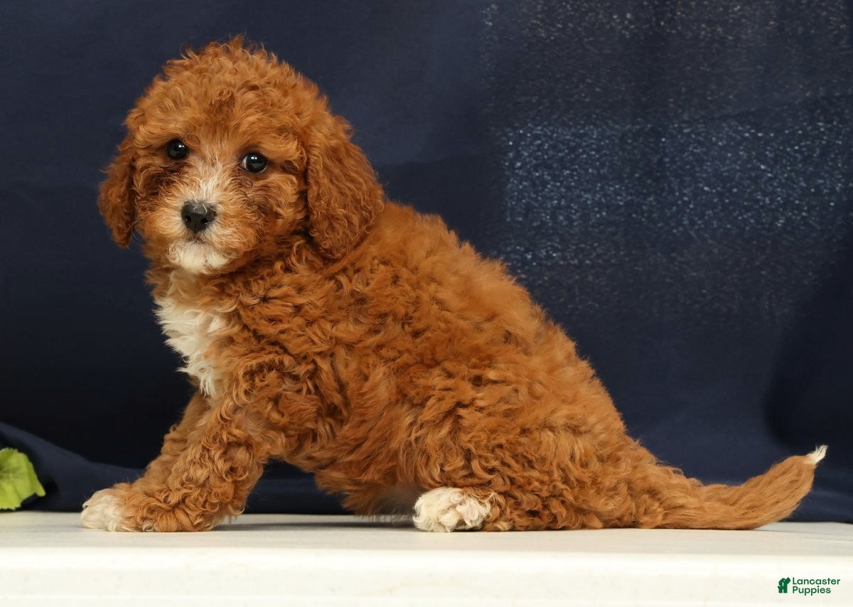 Cavapoo dogs Carnation - Ad 2