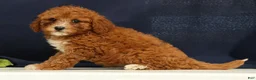 Cavapoo dogs for sale: Carnation - Ad 2