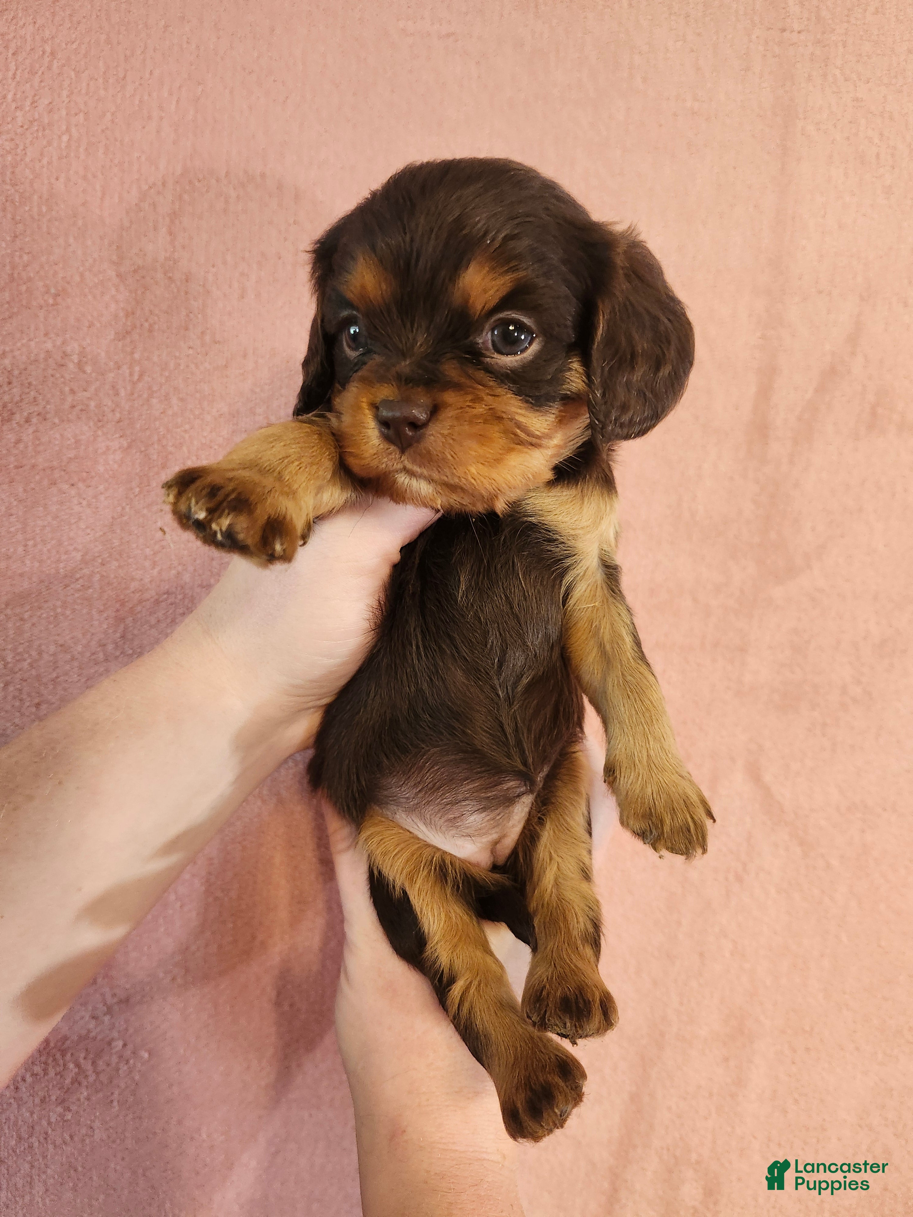 Cavalier King Charles Spaniel dogs Pearl - Ad 1