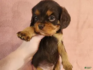 Cavalier King Charles Spaniel dogs for sale: Pearl - Ad 3