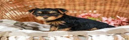 Yorkshire Terrier dogs for sale: Candy Cane AKC Champion Bloodline - Ad 6