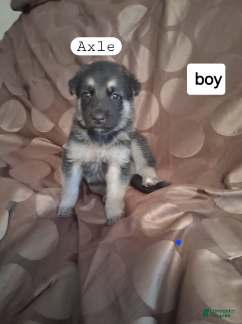 German Shepherd dogs Axle - Ad 8