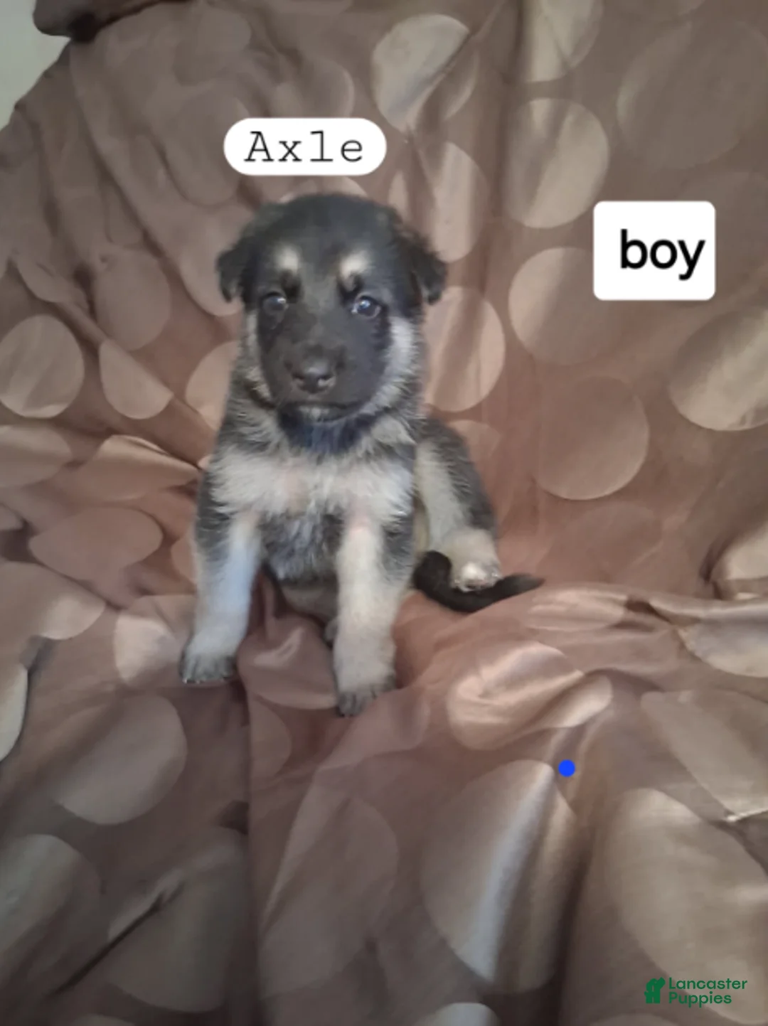 German Shepherd dogs for sale: Axle - Ad 1