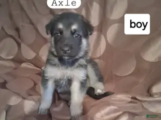 German Shepherd dogs Axle - Ad 8