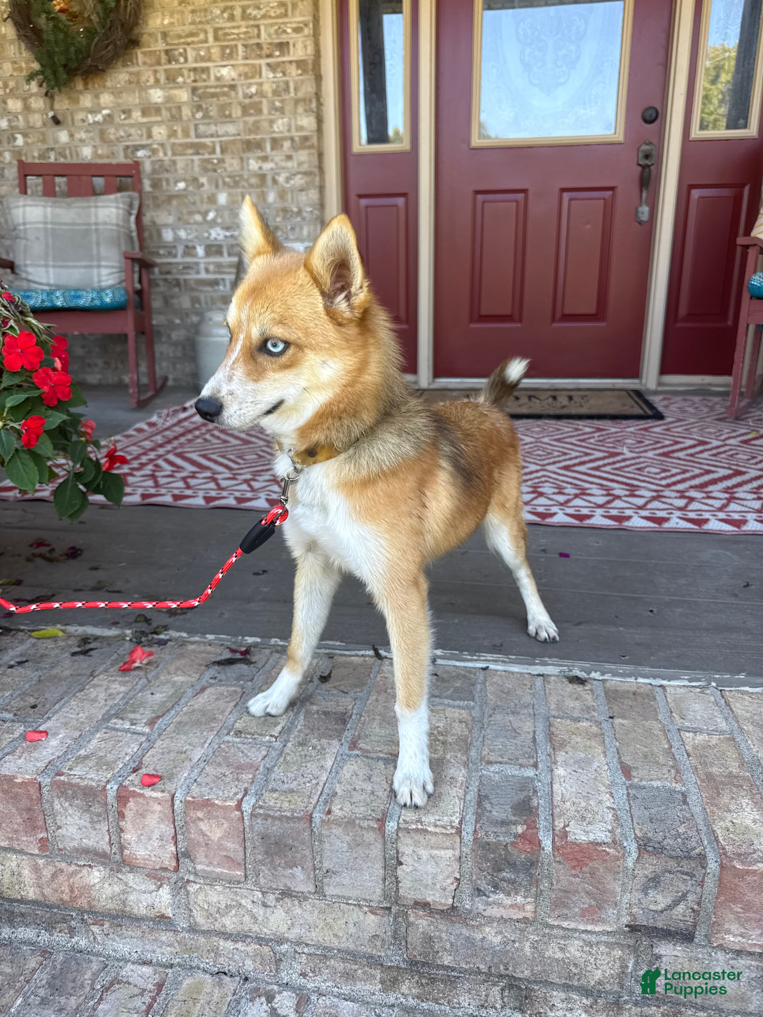 Pomsky dogs Hugo - Ad 18
