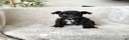 Miniature Schnauzer dogs for sale: Abraham - BLUE EYE - Ad 1
