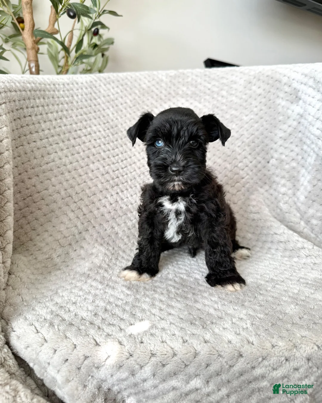 Miniature Schnauzer dogs for sale: Abraham - BLUE EYE - Ad 1