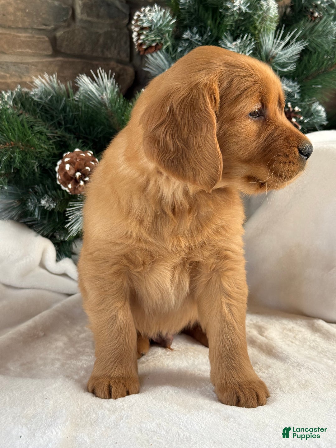 Golden Retriever dogs for sale: Archie  - Ad 3