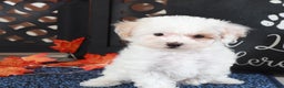 Bichpoo dogs for sale: Tulip-Gorgeous Female Poochon Puppy - Ad 1