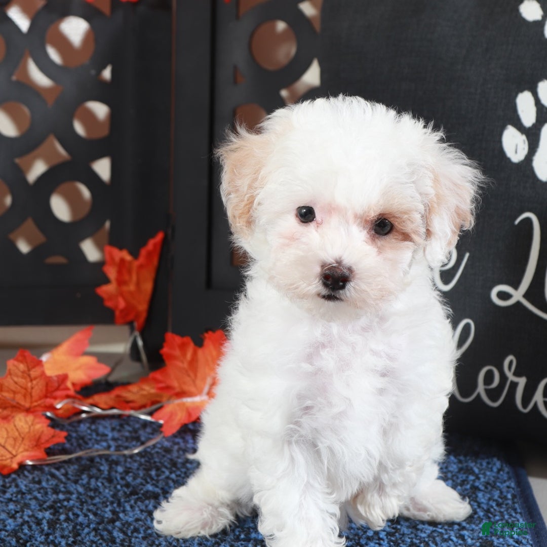 Bichpoo dogs for sale: Tulip-Gorgeous Female Poochon Puppy - Ad 1