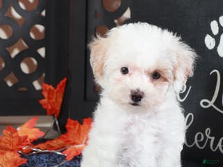 Bichpoo dogs Tulip-Gorgeous Female Poochon Puppy - Ad 41