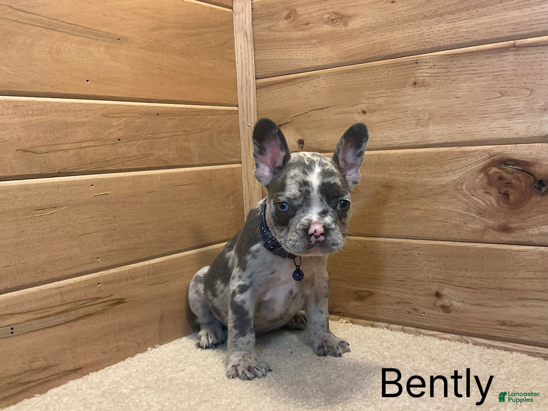 French Bulldog dogs Boone - Ad 2