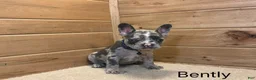 French Bulldog dogs for sale: Boone - Ad 2