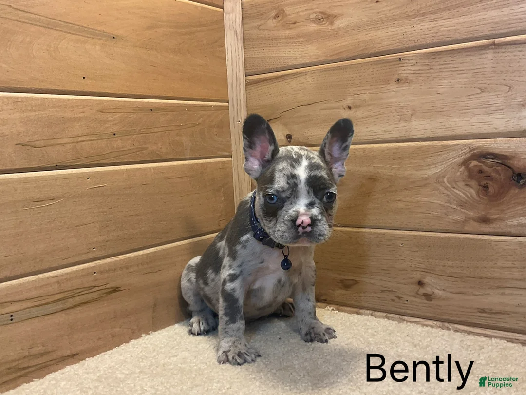 French Bulldog dogs for sale: Boone - Ad 2