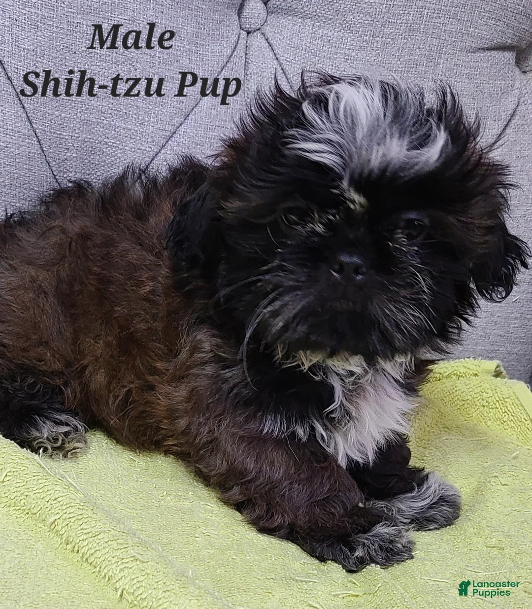 Shih Tzu dogs for sale: Shih Tzu Puppy (Blue Collar) - Ad 1