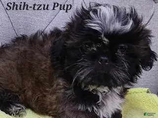 Shih Tzu dogs Shih Tzu Puppy (Blue Collar) - Ad 24