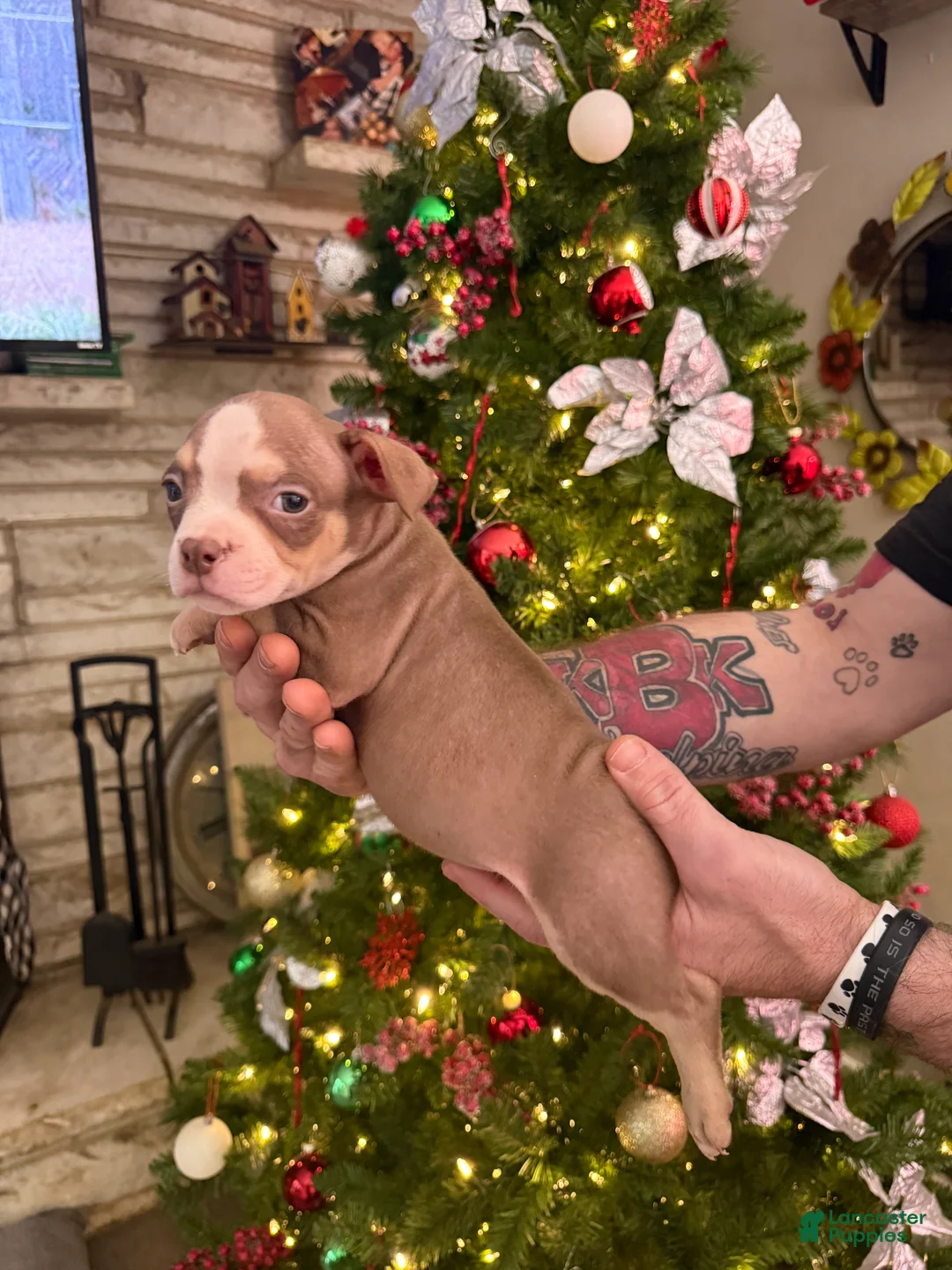 American Bully dogs for sale: Cali - Ad 2