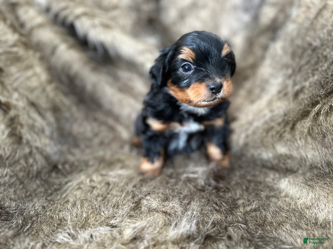 Shorkie dogs for sale: Luke - Ad 10