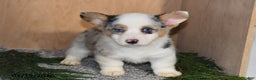Welsh Corgi Pembroke dogs for sale: Kai  - Ad 4