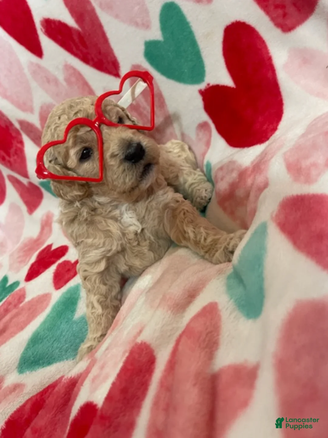 Double Doodle dogs for sale: Rue - Ad 2