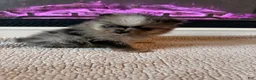 Pomeranian dogs for sale: Geppetto - Ad 3