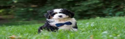 Mini Bernedoodle dogs for sale: Graham - Ad 6
