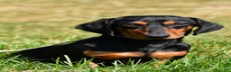 Miniature Dachshund dogs for sale: Jake - Ad 9
